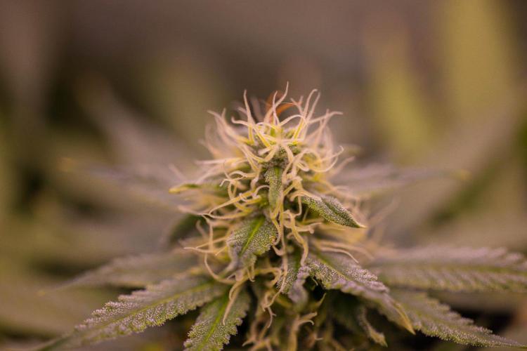Purple Berry Kush - Spliff Seeds. Week 11