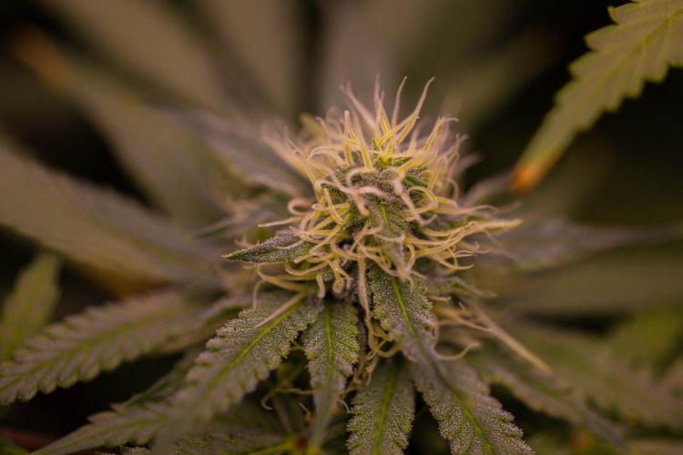 Purple Berry Kush - Spliff Seeds. Week 11