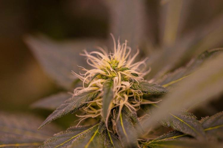 Afghani Gold - Spliff Seeds. Week 11