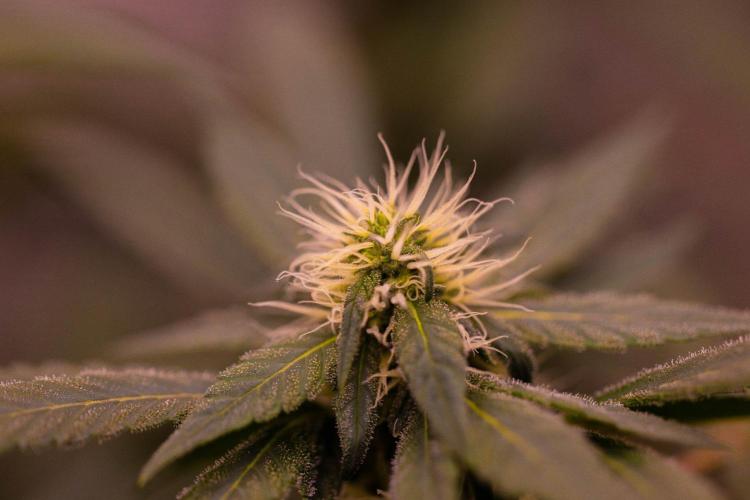 Afghani Gold - Spliff Seeds. Week 11