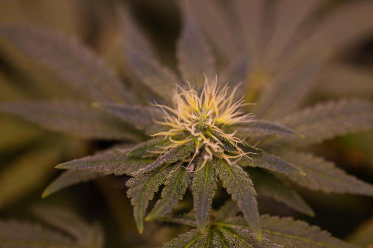 Gelato - Spliff Seeds. Week 11