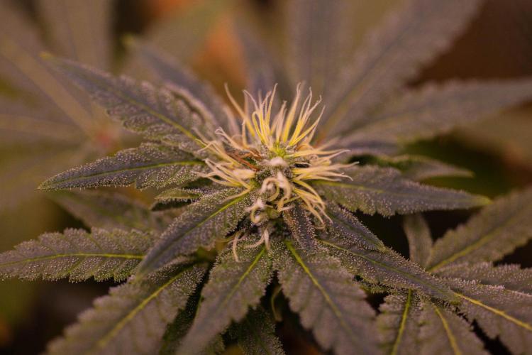 Gelato - Spliff Seeds. Week 11