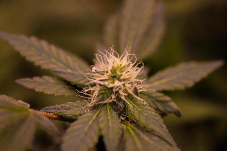Blue Berry - Spliff Seeds. Week 11