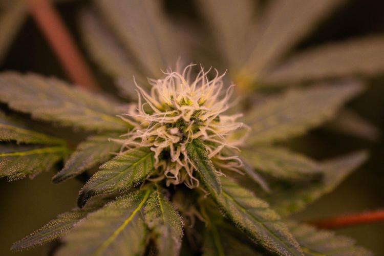 Blue Berry - Spliff Seeds. Week 11