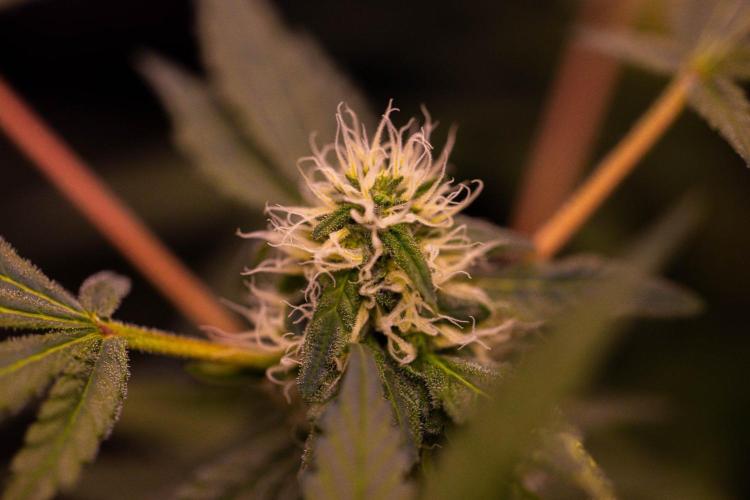 Blue Berry - Spliff Seeds. Week 11