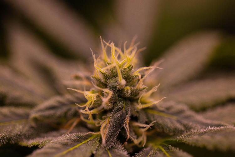 Gorilla Glue - Paradise Seeds. Week 11