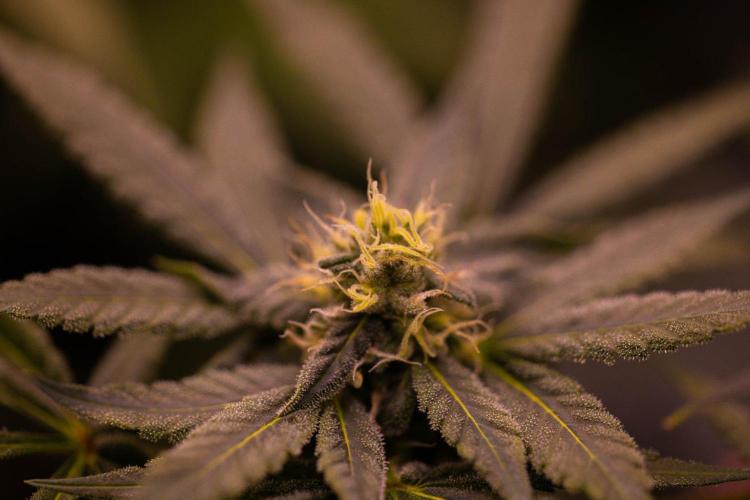 Gorilla Glue - Paradise Seeds. Week 11