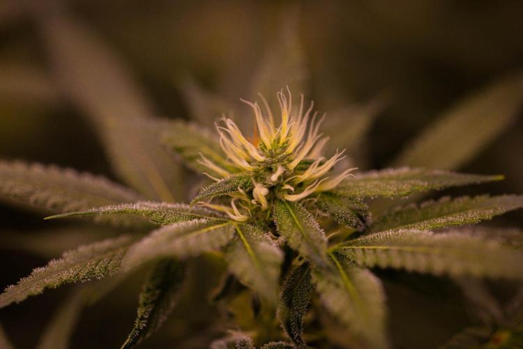 San Fernando Valley Kush-Paradise Seeds. Week 11