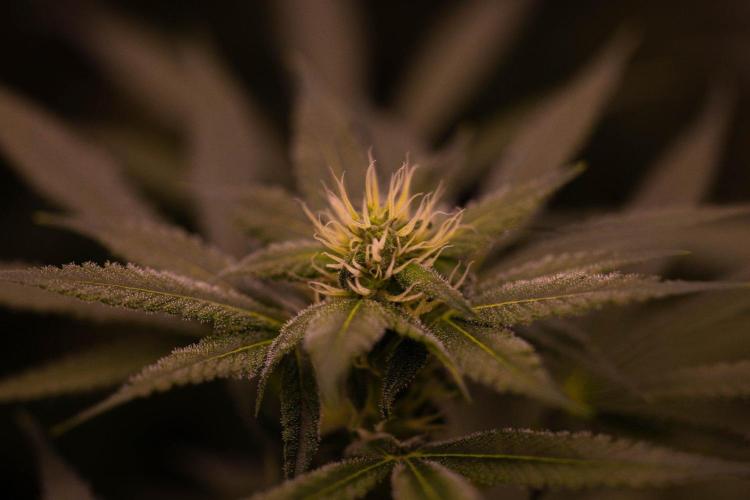 San Fernando Valley Kush-Paradise Seeds. Week 11