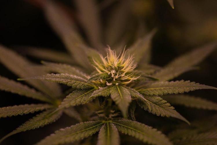 San Fernando Valley Kush-Paradise Seeds. Week 11