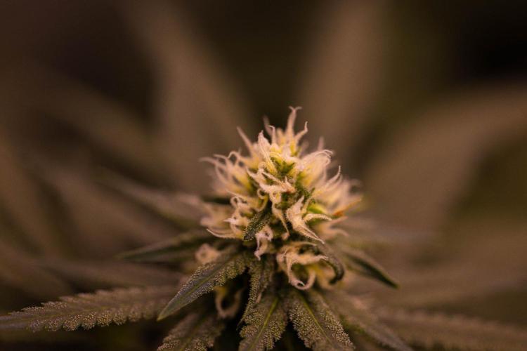 Amnesia - Paradise Seeds. Week 11