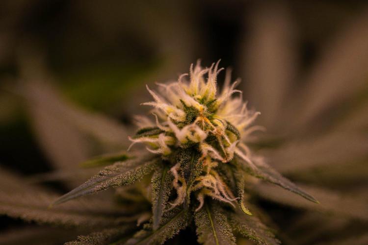Amnesia - Paradise Seeds. Week 11