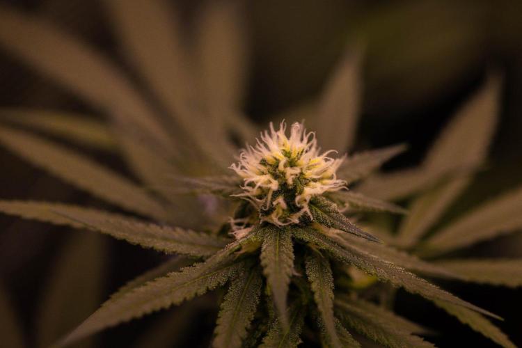 Amnesia - Paradise Seeds. Week 11