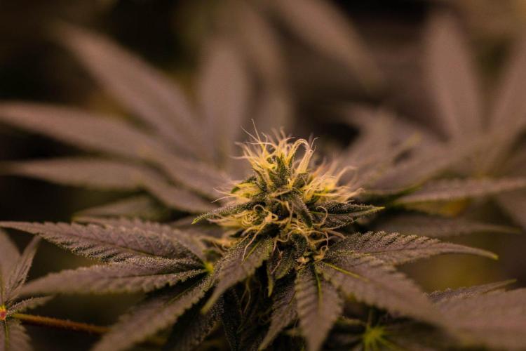 Special Kush - Paradise Seeds. Week 11