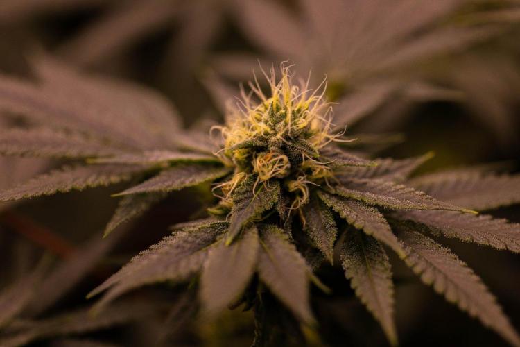 Special Kush - Paradise Seeds. Week 11