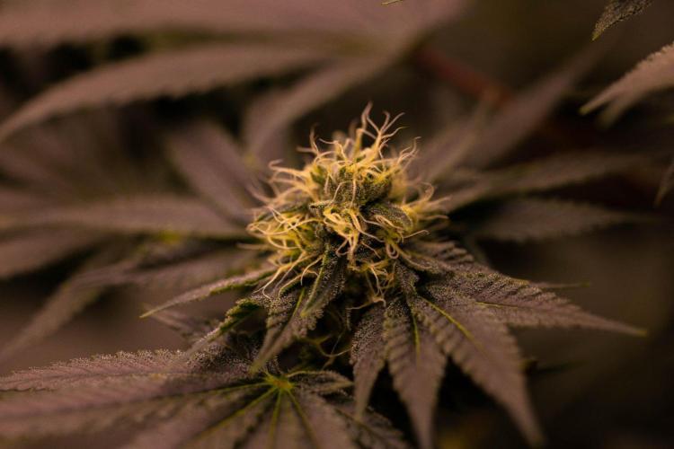 Special Kush - Paradise Seeds. Week 11