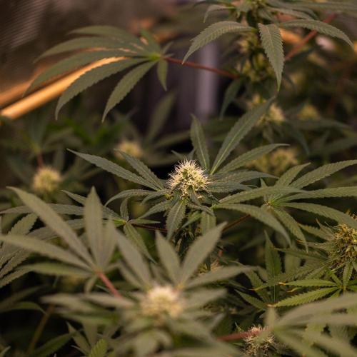 Spliffs Strawberry - Spliff Seeds. Week 12