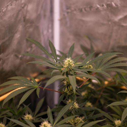 Spliffs Strawberry - Spliff Seeds. Week 12