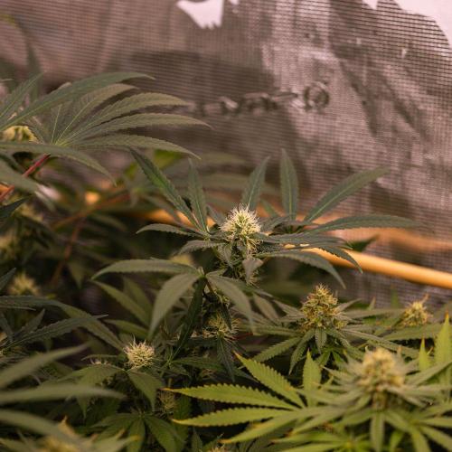 Spliffs Strawberry - Spliff Seeds. Week 12