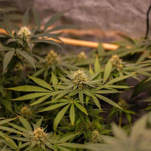 Purple Berry Kush - Spliff Seeds. Week 12