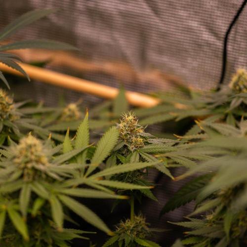 Purple Berry Kush - Spliff Seeds. Week 12