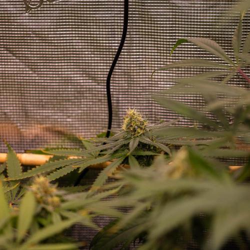 Purple Berry Kush - Spliff Seeds. Week 12