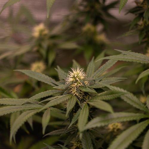 Afghani Gold - Spliff Seeds. Week 12