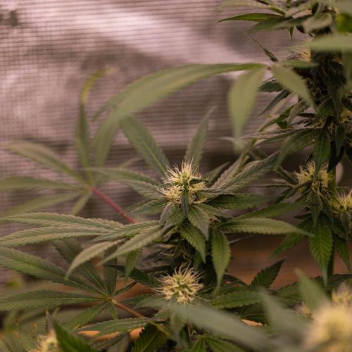 Afghani Gold - Spliff Seeds. Week 12