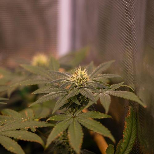 Gelato - Spliff Seeds. Week 12
