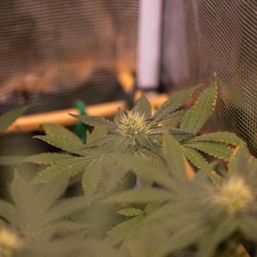 Gelato - Spliff Seeds. Week 12