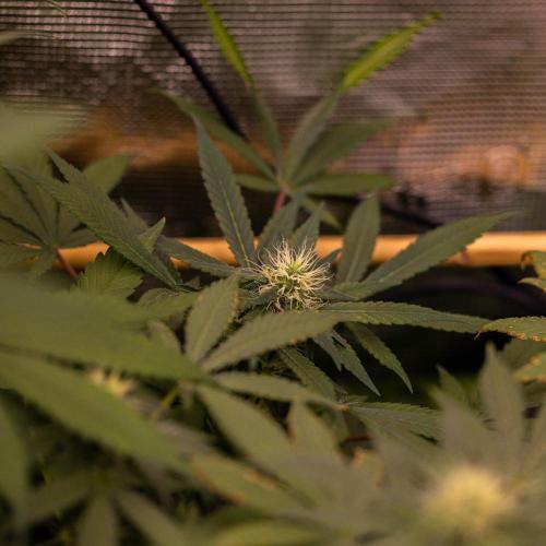 Gelato - Spliff Seeds. Week 12
