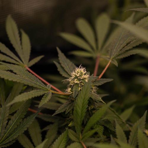 Blue Berry - Spliff Seeds. Week 12