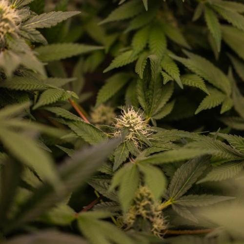 Blue Berry - Spliff Seeds. Week 12