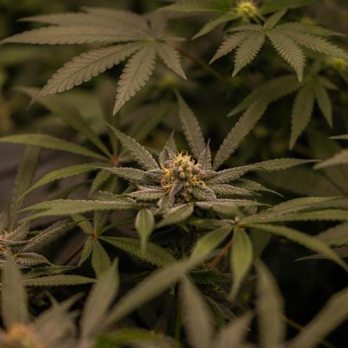 Gorilla Glue - Paradise Seeds. Week 12