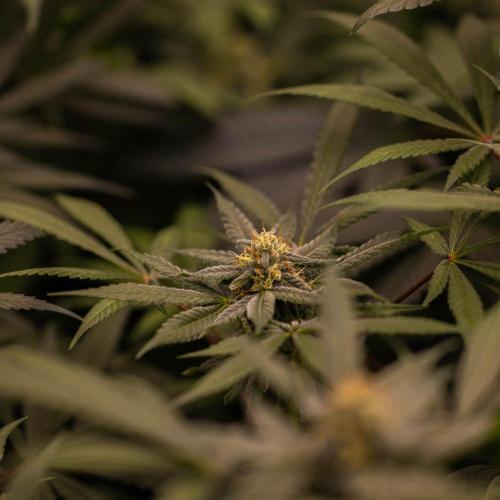 Gorilla Glue - Paradise Seeds. Week 12