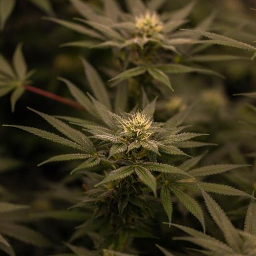 San Fernando Valley Kush-Paradise Seeds. Week 12