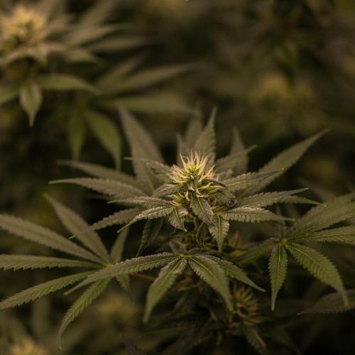 San Fernando Valley Kush-Paradise Seeds. Week 12