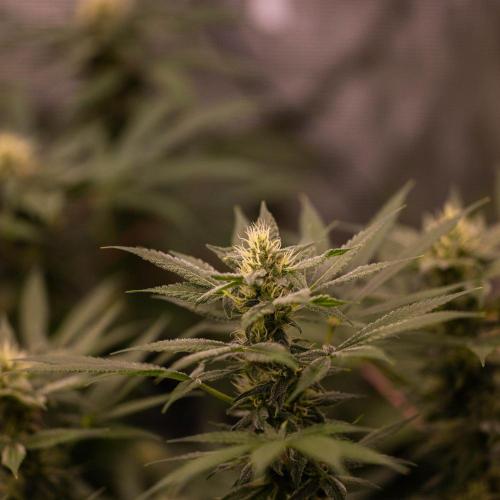 San Fernando Valley Kush-Paradise Seeds. Week 12