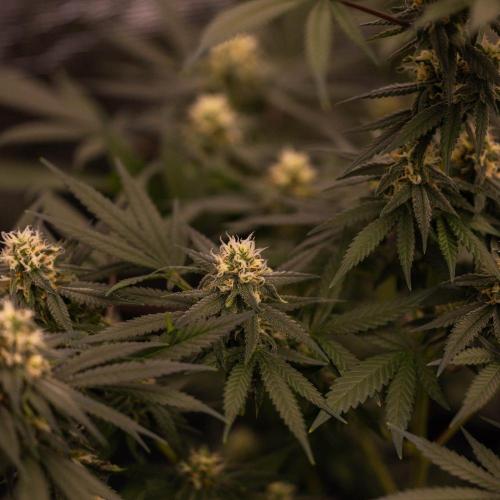 Amnesia - Paradise Seeds. Week 12