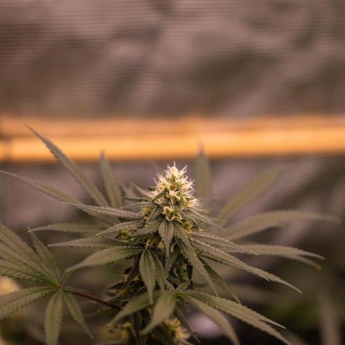 Amnesia - Paradise Seeds. Week 12