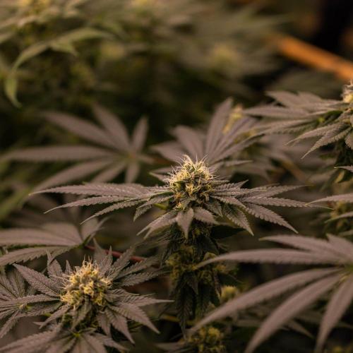 Special Kush - Paradise Seeds. Week 12