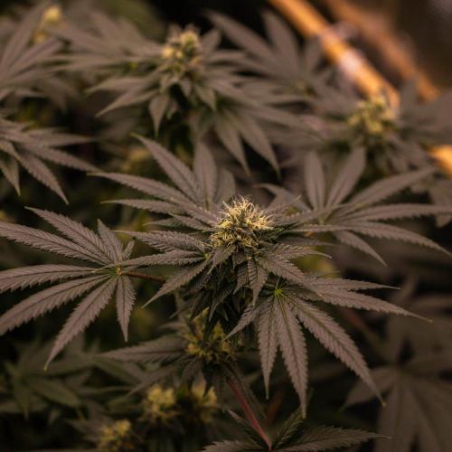 Special Kush - Paradise Seeds. Week 12