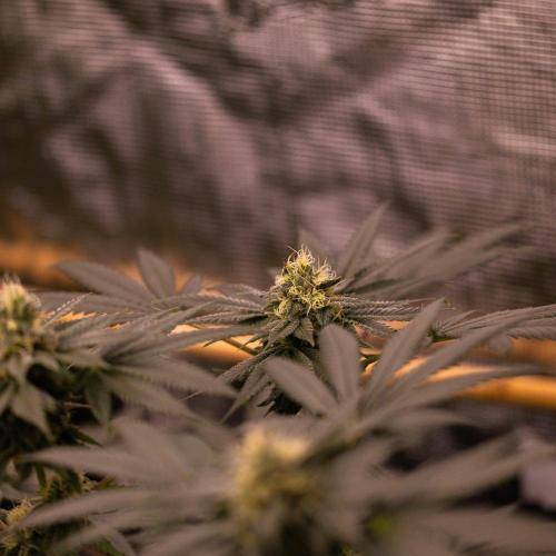 Special Kush - Paradise Seeds. Week 12