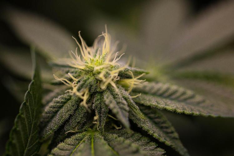 Z42 - FastBuds. Week 9