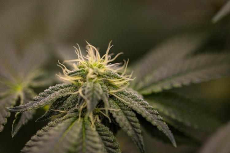 Z42 - FastBuds. Week 9