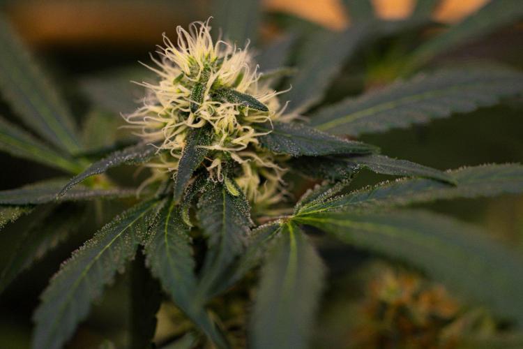 Spliffs Strawberry - Spliff Seeds. Week 13