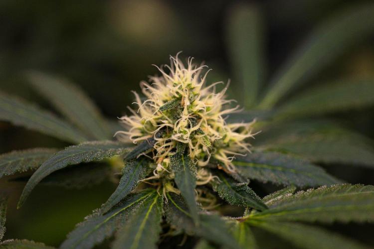 Spliffs Strawberry - Spliff Seeds. Week 13