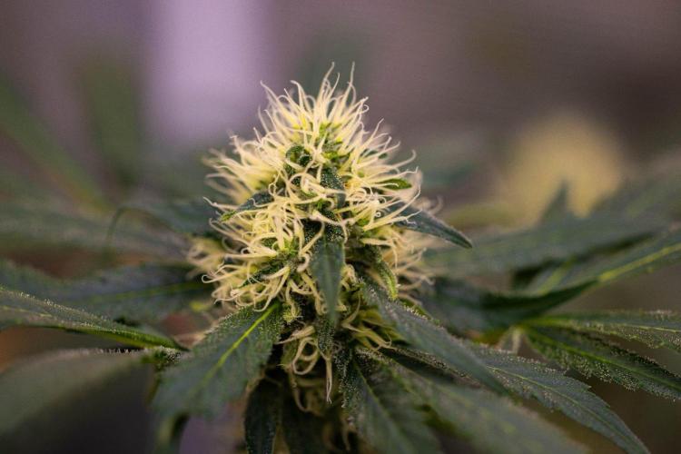 Spliffs Strawberry - Spliff Seeds. Week 13