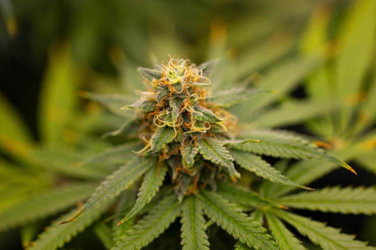 Purple Berry Kush - Spliff Seeds. Week 13