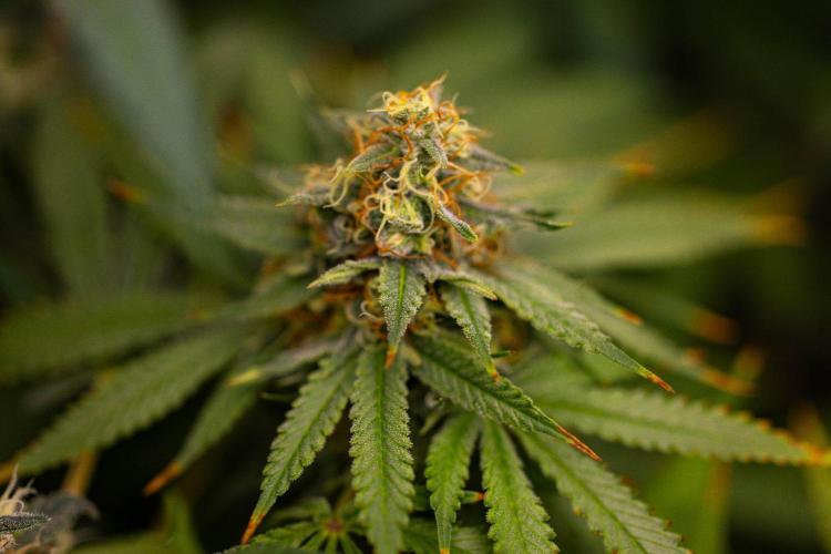 Purple Berry Kush - Spliff Seeds. Week 13